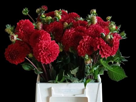 Dahlia Red Cap