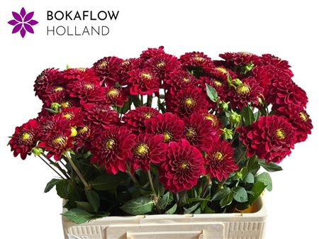 Dahlia Red Fox