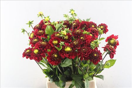 Dahlia Red Fox
