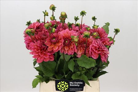 Dahlia Salmon Runner
