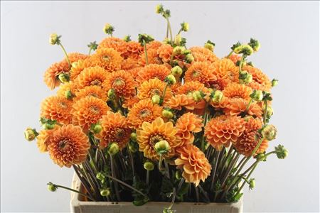 Dahlia Sylvia