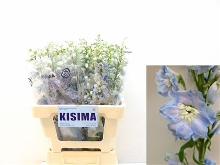 Delphinium Do Magic Fountains Skyblue Whitebee