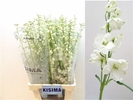 Delphinium El Guardian White