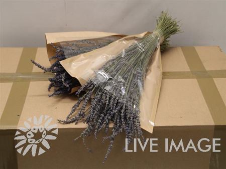 Dried Lavandula Dark Blue 100gr Sle