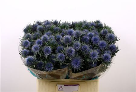 Eryngium Magnetar