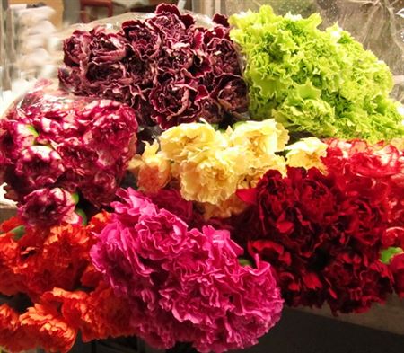 Garofano Ec Boiro