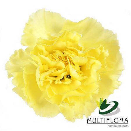 Garofano Ec Diletta Yellow