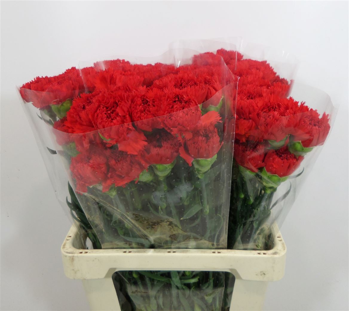Garofano Red In Water