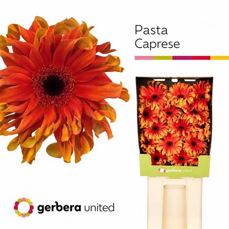 Gerbera Diamond Pasta Caprese