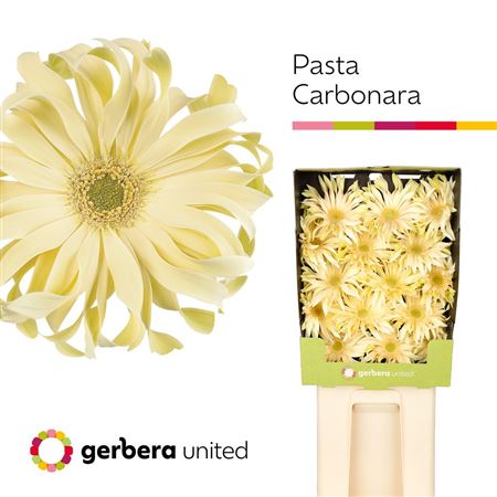 Gerbera Diamond Pasta Carbonara