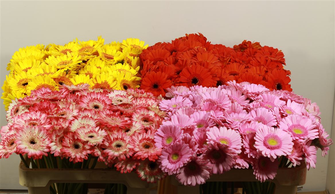 Germini Mix Color