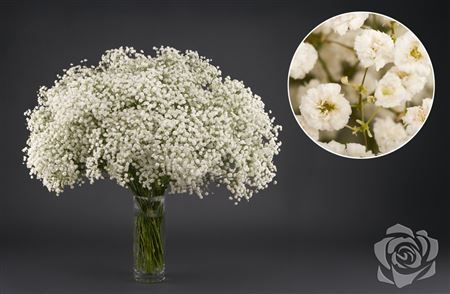 Gypsophila Paniculata Overtime 1000gr Hilsea