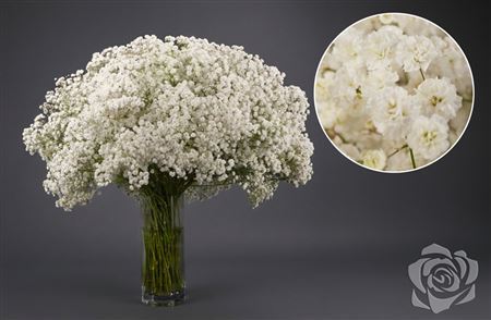 Gypsophila Xlence 1000gr Florsani