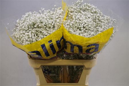 Gypsophila Xlence 1000gr Florsani