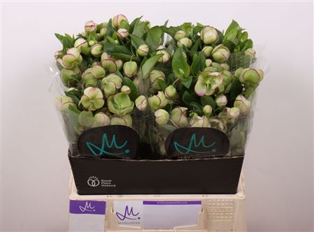 Helleborus Bella Belles