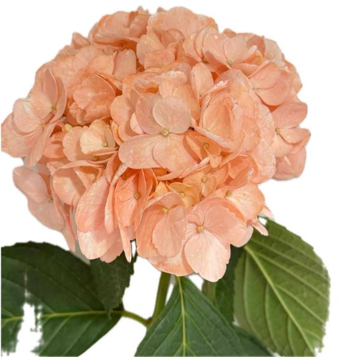 Hydrangea Amber Premium