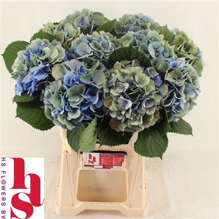 Hydrangea Elbtal Classic