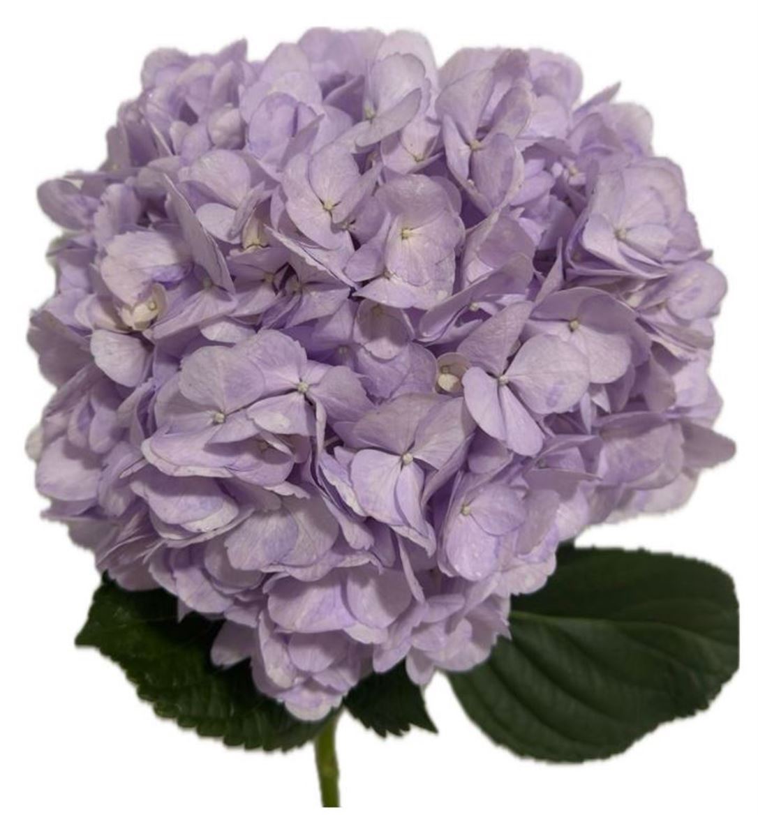 Hydrangea Lavender Premium