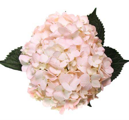 Hydrangea Light Pink Premium