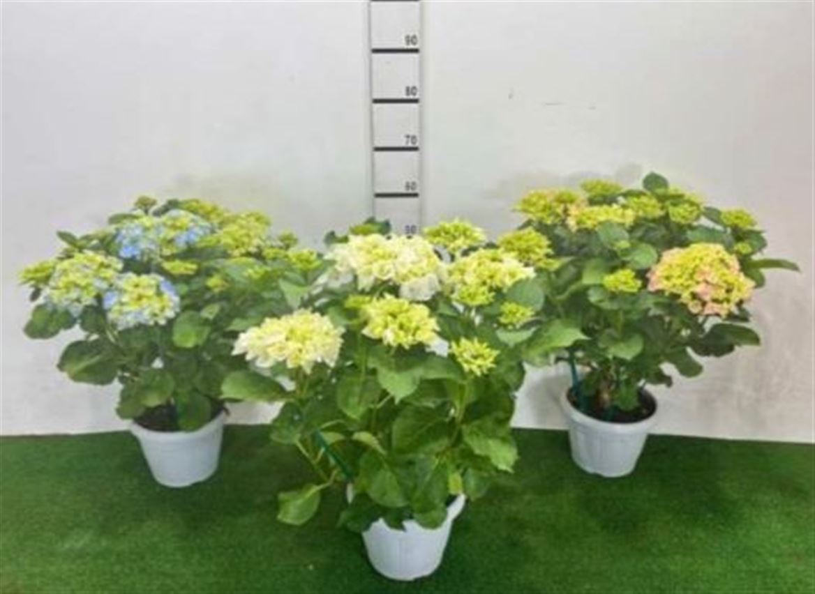 Hydrangea Light Pink Super Premium