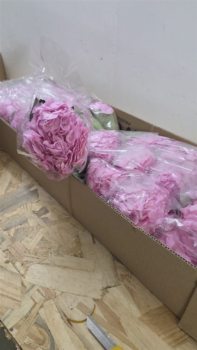 Hydrangea Light Pink Super Premium
