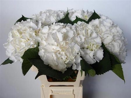 Hydrangea M White Verena
