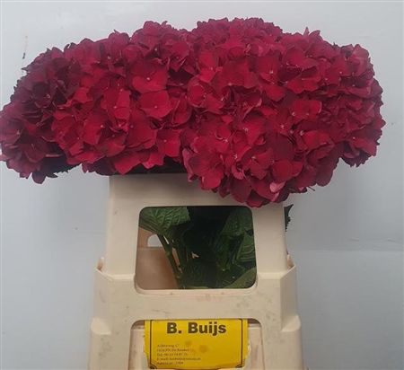 Hydrangea Mag Dark Ruby