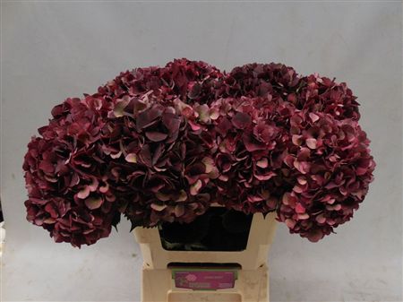 Hydrangea Mag Dark Ruby Classic