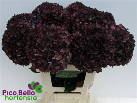 Hydrangea Mag Ruby Red Classic Purp