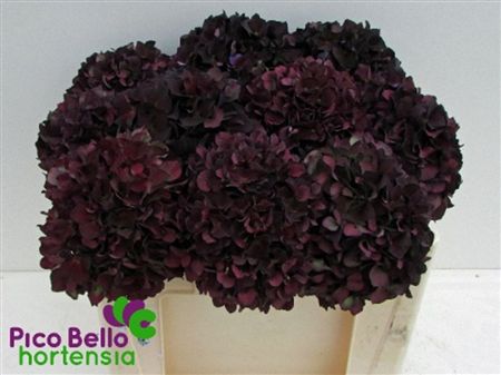 Hydrangea Mag Ruby Red Classic Purple