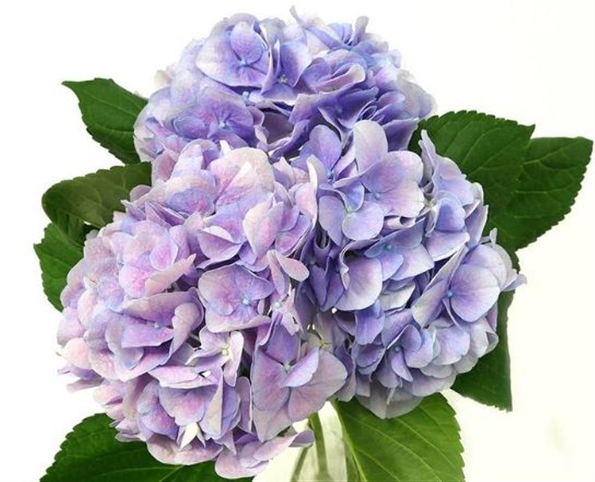 Hydrangea Milka Premium