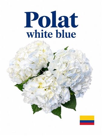 Hydrangea Polar White Blue