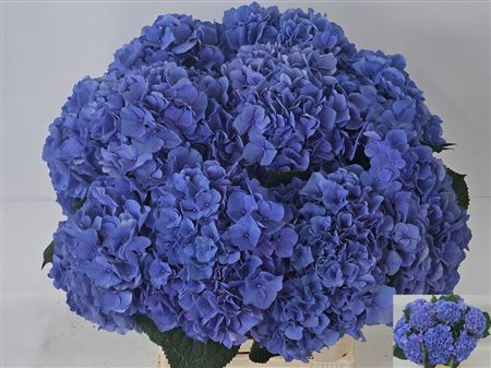 Hydrangea Pompidou