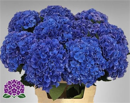 Hydrangea Royal Parade
