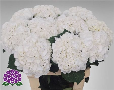 Hydrangea Royal Princess