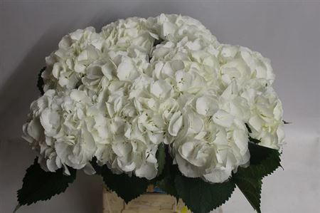 Hydrangea Schneeball