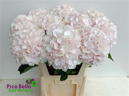 Hydrangea Sweet Verena