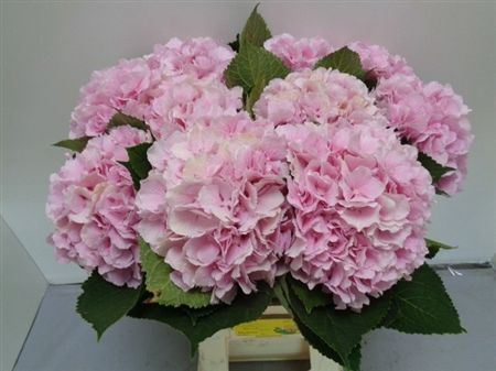 Hydrangea Verena