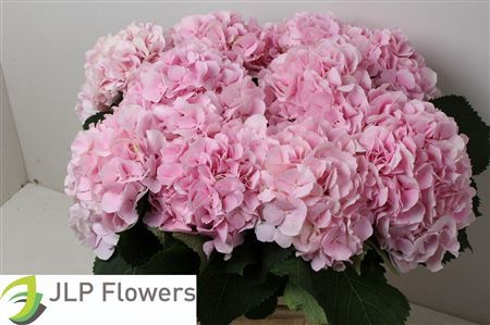 Hydrangea Verena