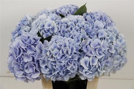 Hydrangea Verena Bl