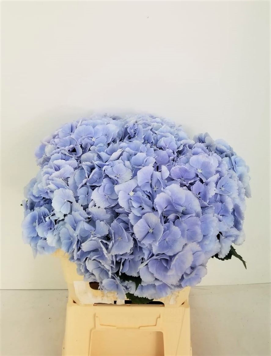 Hydrangea Verena Blue