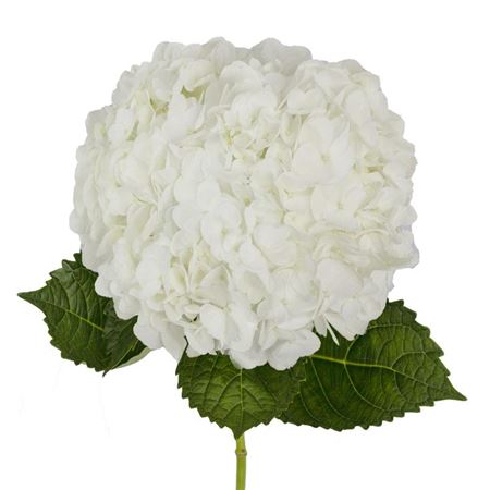 Hydrangea White Premium 1