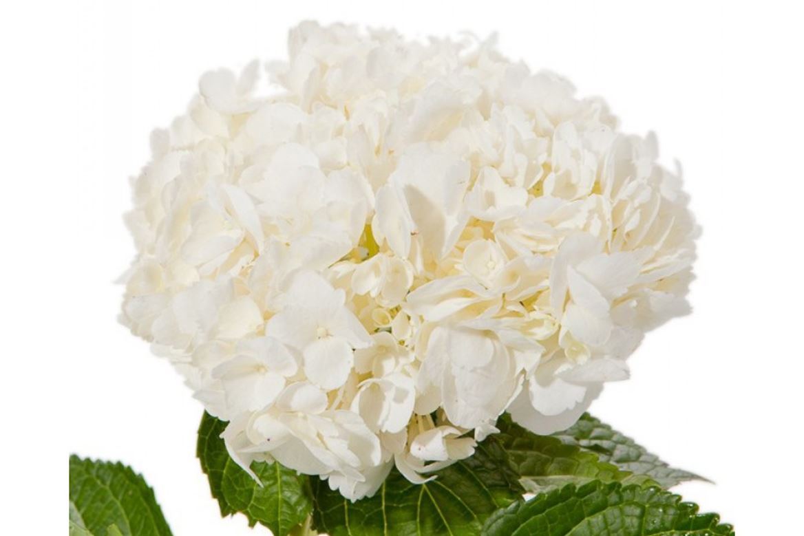 Hydrangea White Super Premium