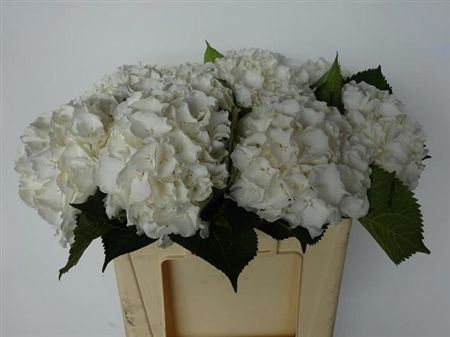Hydrangea White Verena