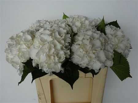 Hydrangea White Verena