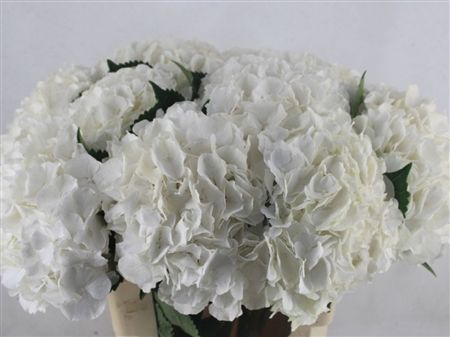 Hydrangea White Verena