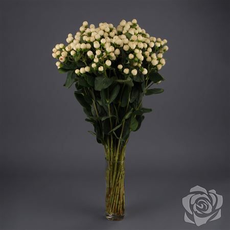 Hypericum Cool Romance