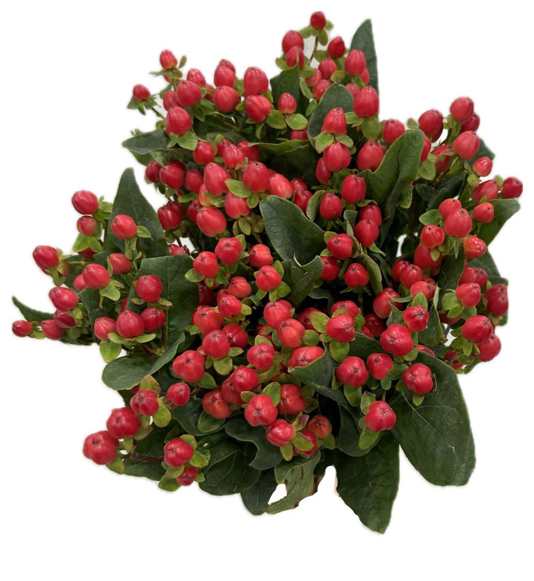 Hypericum Magical Triumph ( Red)