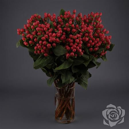 Hypericum True Romance