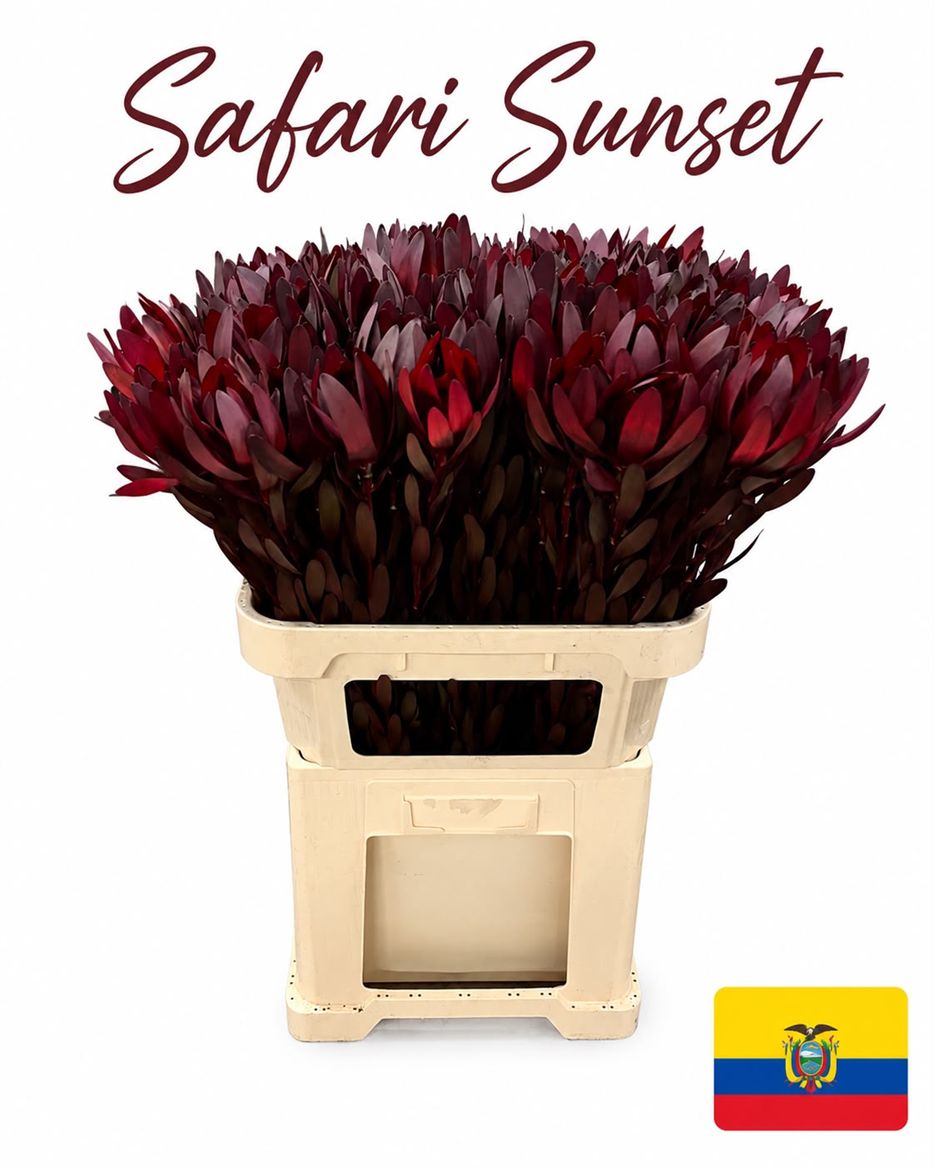 Leucadendron Saf Sunset
